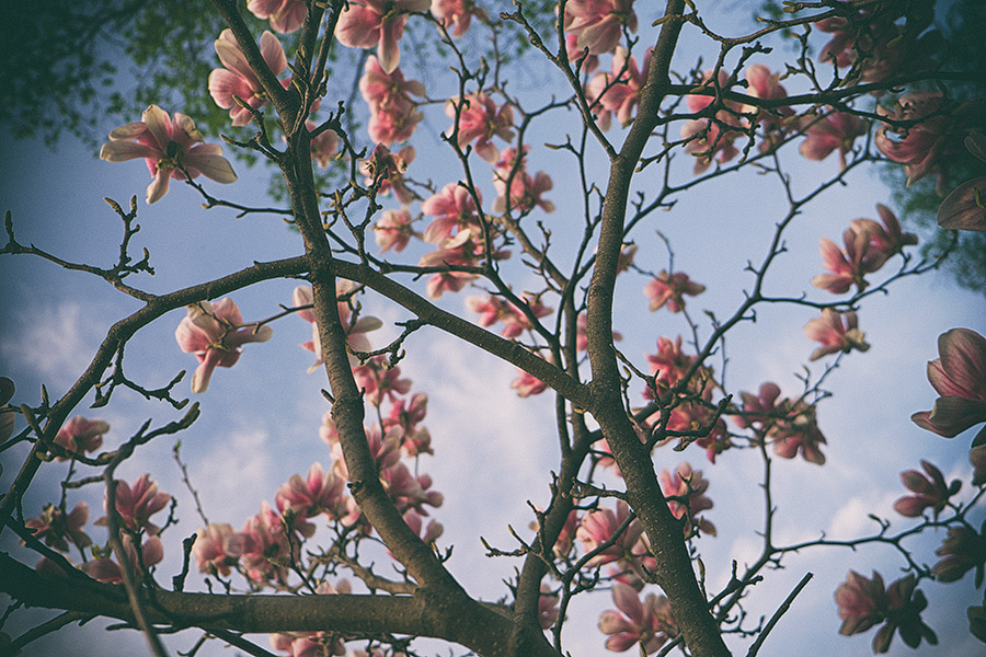 Tulip tree blossoms