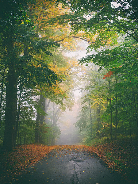 Foggy autumn in the village